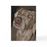 Attentive Weimaraner Cards