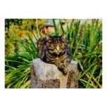 ATTITUDE CAT CUSTOM ANNOUNCEMENT