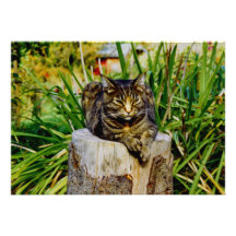 ATTITUDE CAT CUSTOM ANNOUNCEMENT