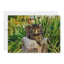 ATTITUDE CAT CUSTOM ANNOUNCEMENT
