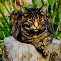 Attitude Cat Photo Sculpture