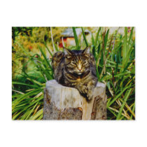 ATTITUDE CAT POSTCARD