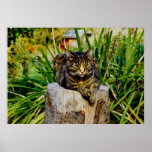 ATTITUDE CAT POSTERS