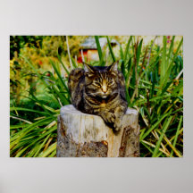 ATTITUDE CAT POSTERS