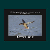 Attitude Mallard Duck Motivational Postcards