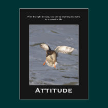 Attitude Mallard Duck Motivational Postcards postcards