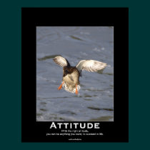 Attitude Mallard Duck Motivational Posters posters