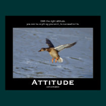 Attitude Mallard Duck Motivational Posters posters
