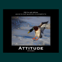 Attitude Mallard Duck Motivational Posters posters