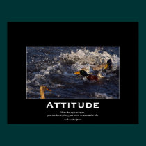 Attitude Mallard Ducks Motivational Posters posters