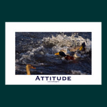 Attitude Mallard Ducks Motivational Posters posters