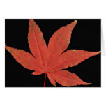 Attractive Japanese maple leaf Greeting Card