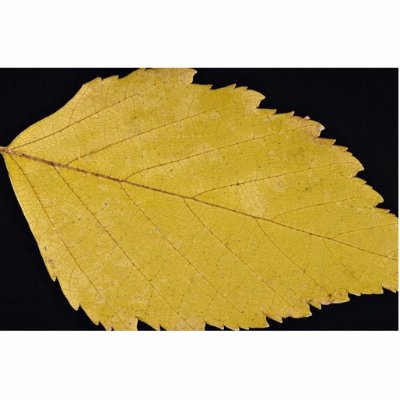 Paper Birch Leaf