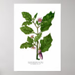 Aubergine Print