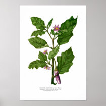 Aubergine Print