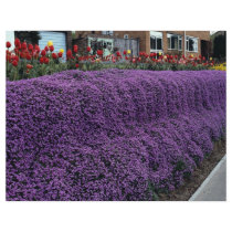 Aubreitta bank with Alyssum saxatile and tulips Flyers