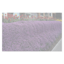 Aubreitta bank with Alyssum saxatile and tulips Stationery