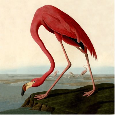 Audubon Flamingo Print