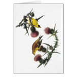 Audubon American Goldfinch Card