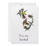 Audubon American Goldfinch Announcement