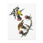 Audubon American Goldfinch Post Card