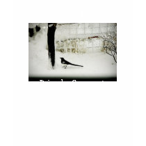 Audubon bird count magpie photo t-shirt