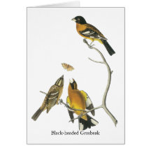 Audubon Black-headed Grosbeak Cards