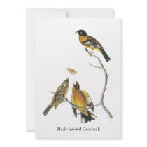 Audubon Black-headed Grosbeak Invitations