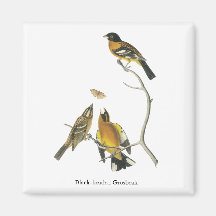 Audubon Black-headed Grosbeak Magnets