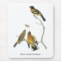 Audubon Black-headed Grosbeak Mousepads