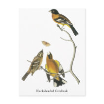 Audubon Black-headed Grosbeak Postcard
