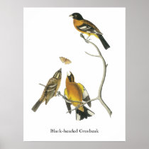 Audubon Black-headed Grosbeak Posters
