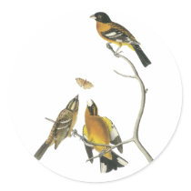 Audubon Black-headed Grosbeak Round Sticker