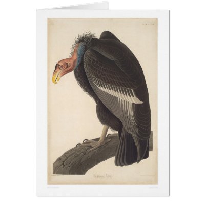 Audubon California Vulture (2609A) Card by Bancroft
