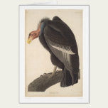 Audubon California Vulture (2609A) cards