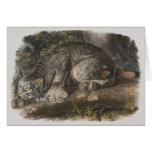 Audubon - Canadian Lynx Greeting Cards