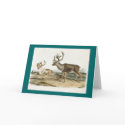 Audubon - Caribou - Reindeer cards