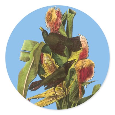 Audubon Common Grackle Bird Art Stickers by stickermad