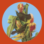 bird, birds, birding, birdwatching, birdwatcher,