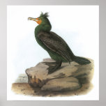 Audubon Cormorant Poster