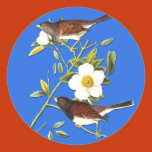bird, birds, birding, birdwatching, birdwatcher,