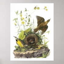 Audubon Eastern Meadowlard Posters