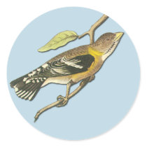 Audubon Evening Grosbeak Bird Art Stickers