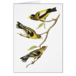 Audubon Evening Grosbeak Greeting Cards