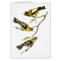 Audubon Evening Grosbeak Greeting Cards