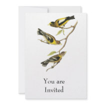Audubon Evening Grosbeak Announcement