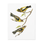 Audubon Evening Grosbeak postcards
