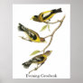 Audubon Evening Grosbeak Poster