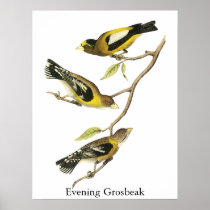 Audubon Evening Grosbeak Poster
