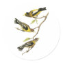 Audubon Evening Grosbeak Stickers